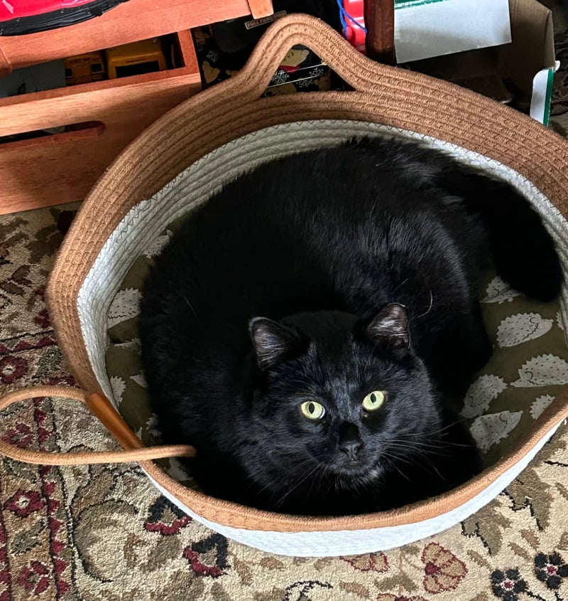 Cleo